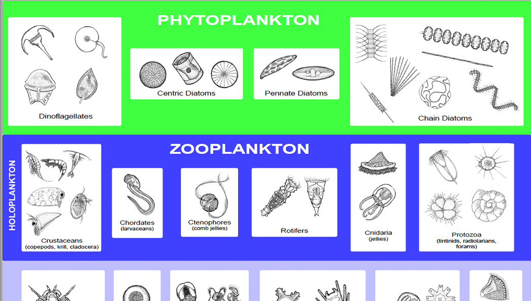 Plankton-IDchart