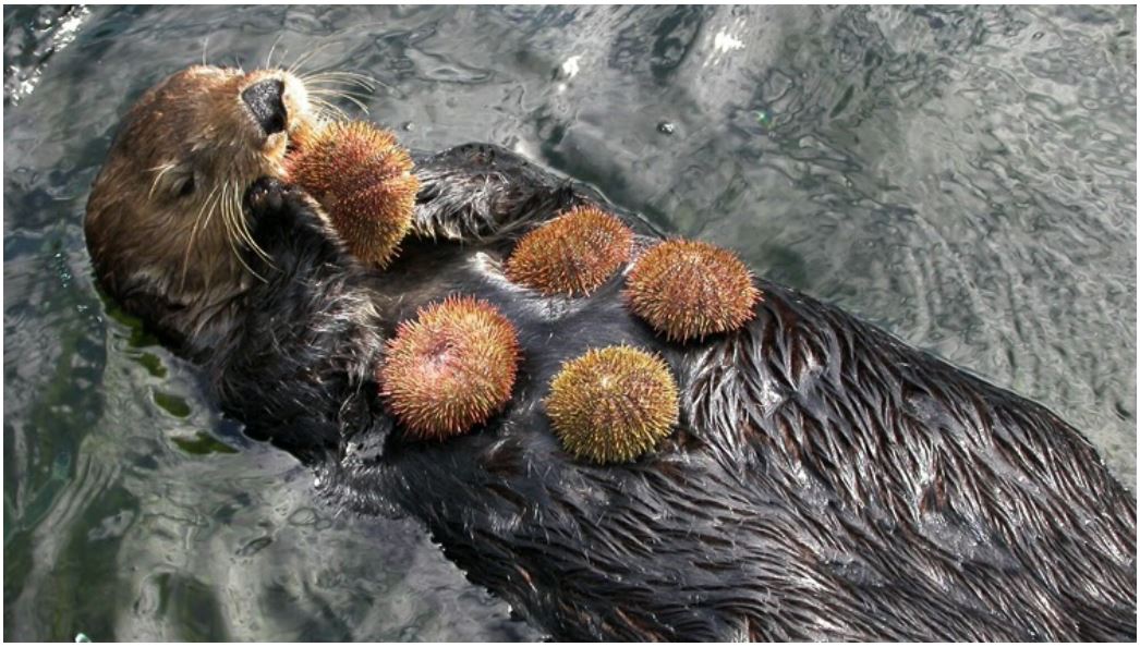 otter with urchins