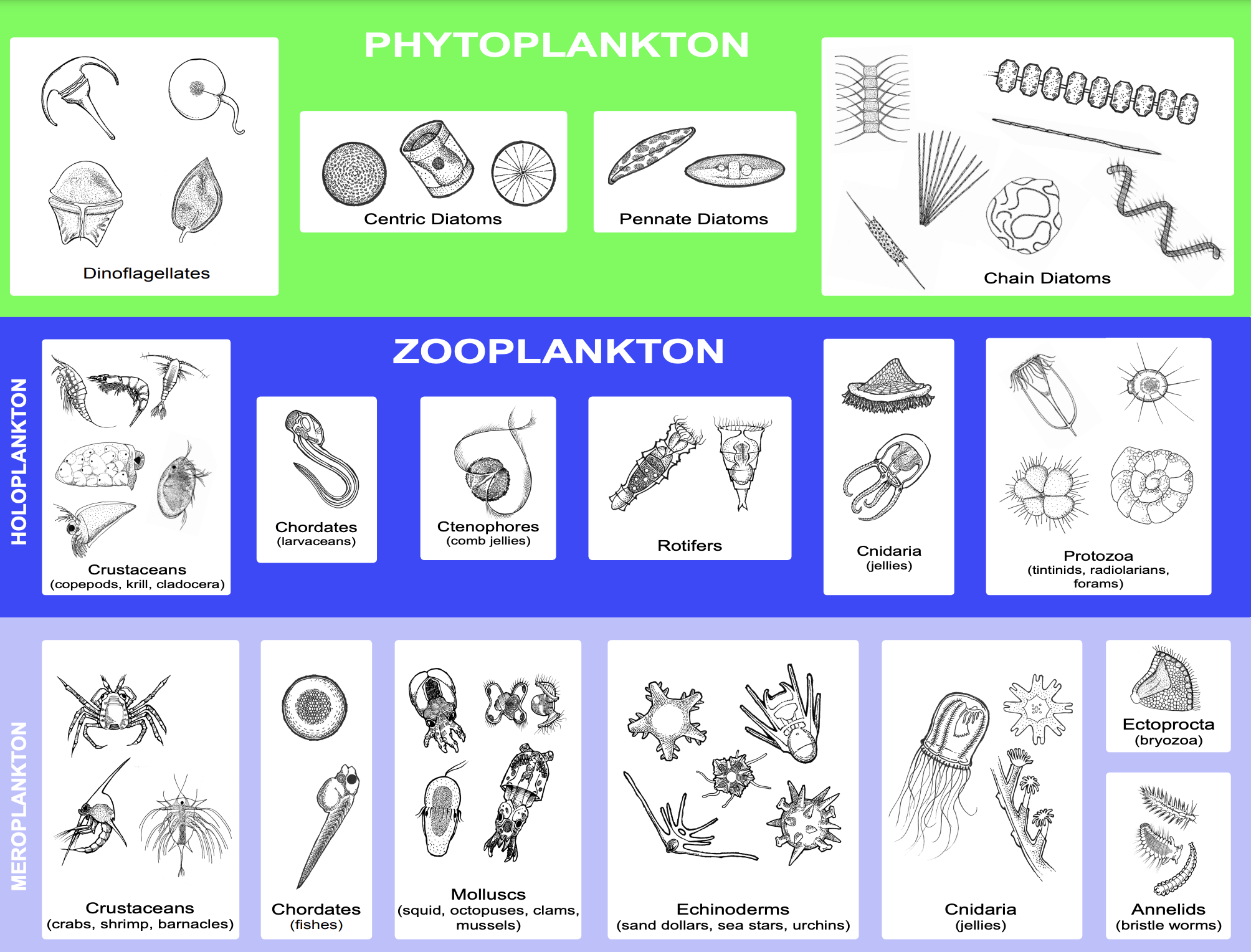 plankton chart